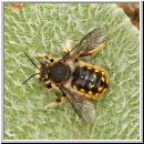 Anthidium manicatum - Grosse Wollbiene m01 14mm auf Stachys byzantina-Wollziest - Steinfurt.jpg